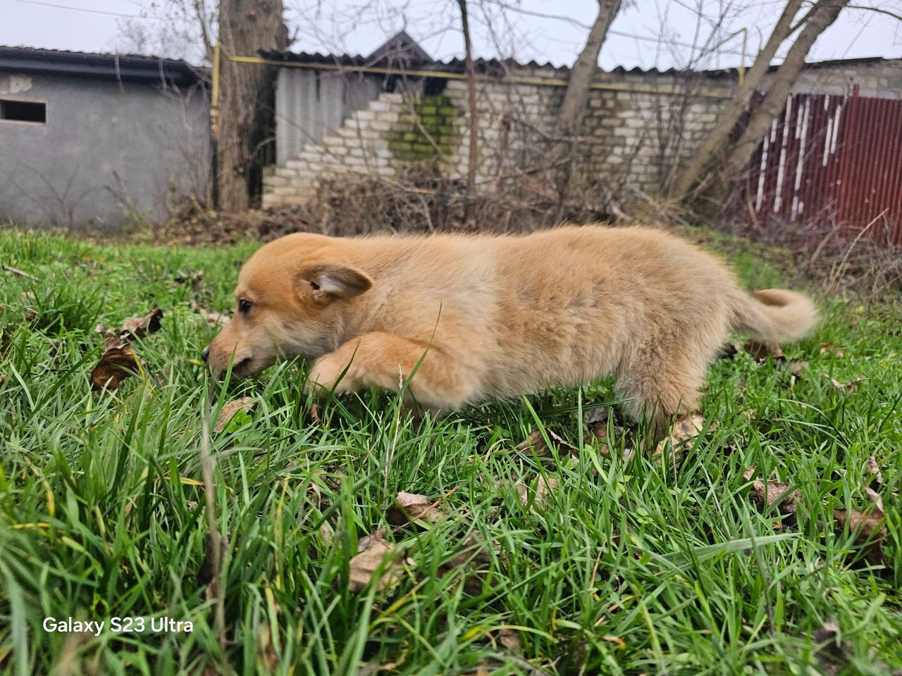 Цуценятко-лисенятко