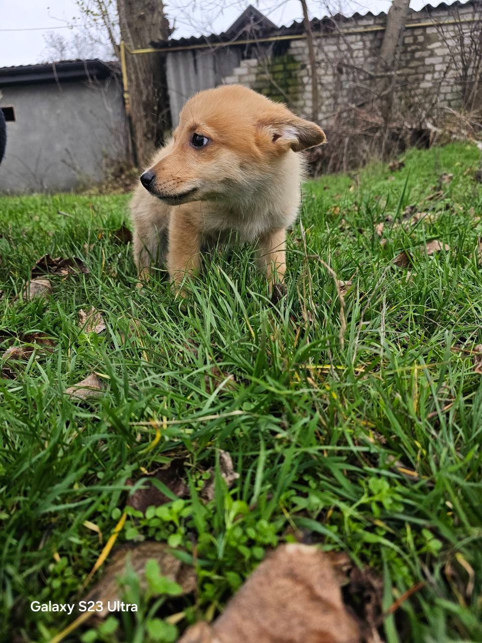 Цуценятко-лисенятко