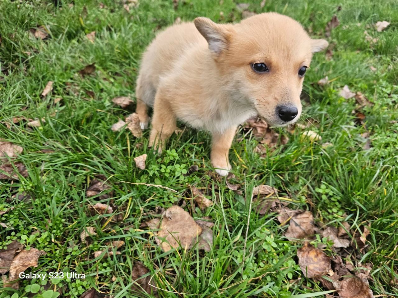 Цуценятко-лисенятко