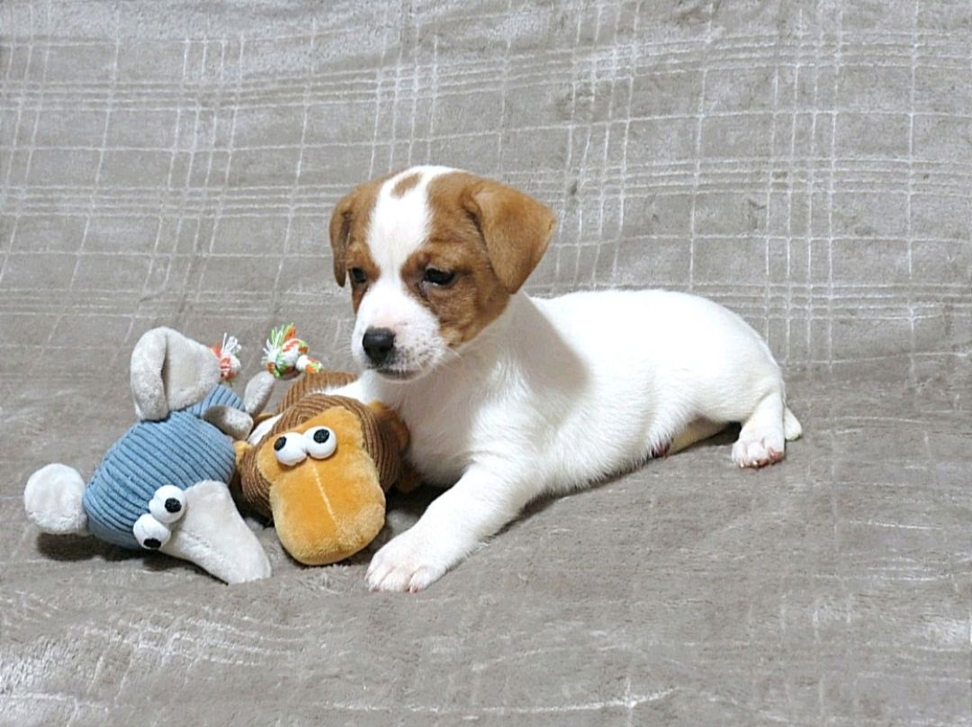 Краща дівчинка у посліді ДРТ з документами клубу КСУ