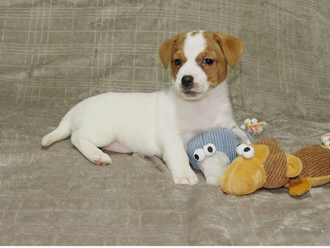 Краща дівчинка у посліді ДРТ з документами клубу КСУ