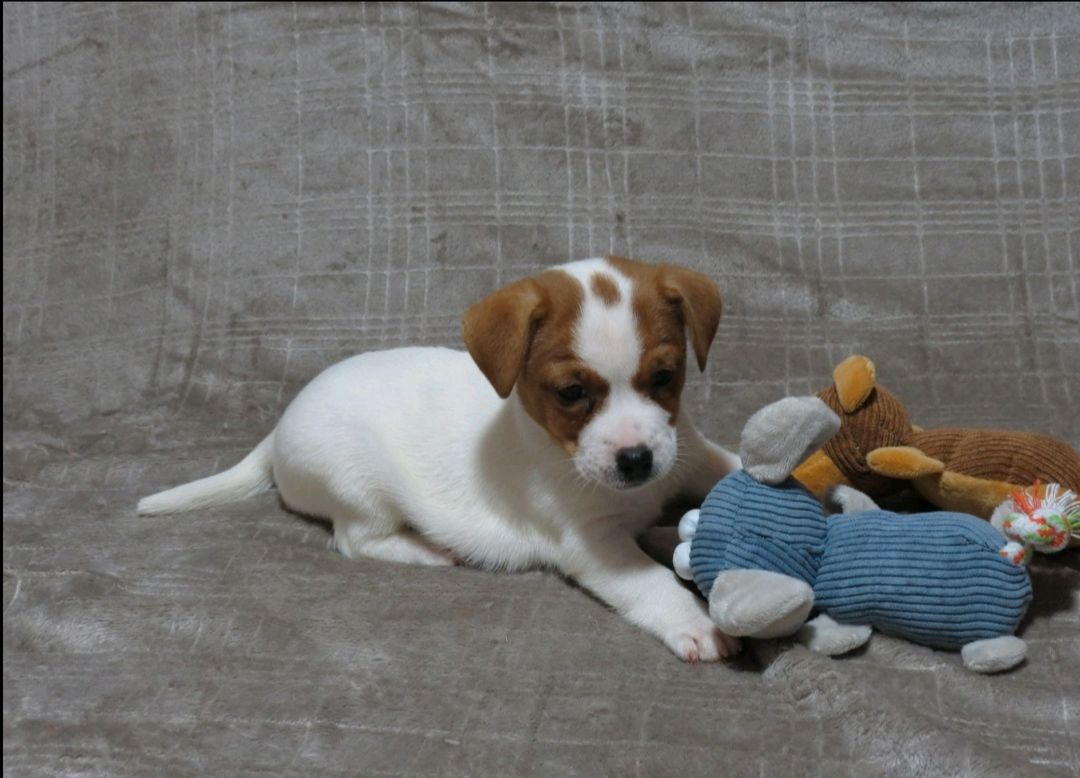 Краща дівчинка у посліді ДРТ з документами клубу КСУ