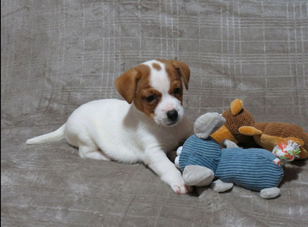 Краща дівчинка у посліді ДРТ з документами клубу КСУ