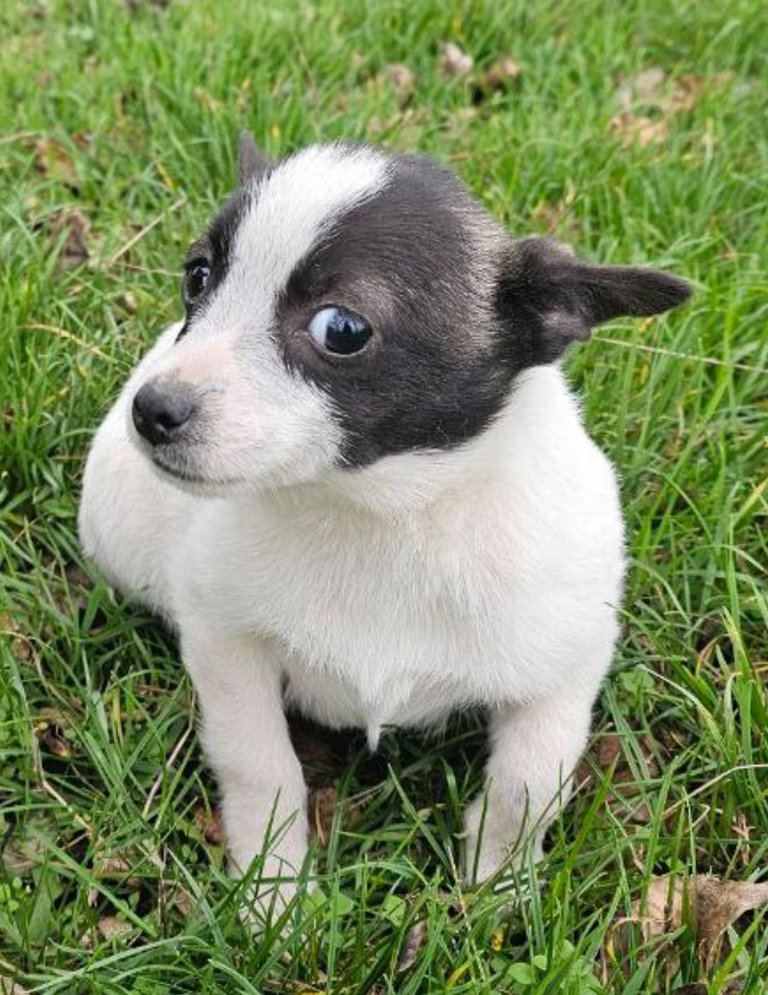 Метис чихуашки, цуценя