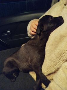 Терєристий метис, цуценя