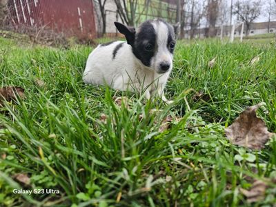 Метис чихуашки, цуценя