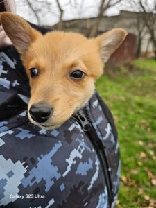 Цуценятко-лисенятко