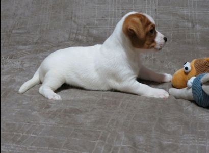 Краща дівчинка у посліді ДРТ з документами клубу КСУ