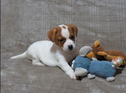 Краща дівчинка у посліді ДРТ з документами клубу КСУ