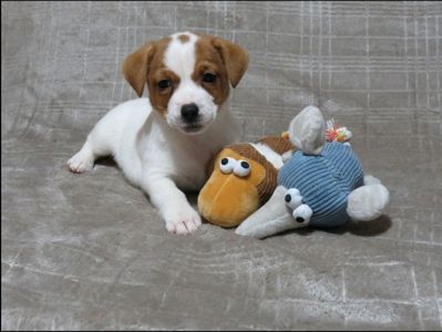 Краща дівчинка у посліді ДРТ з документами клубу КСУ