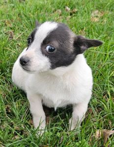 Метис чихуашки, цуценя