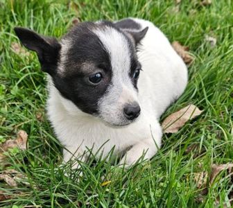 Метис чихуашки, цуценя