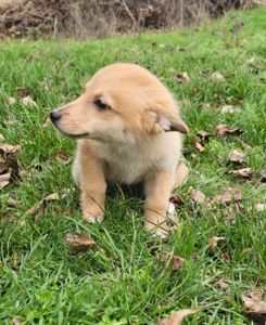 Цуценятко-лисенятко