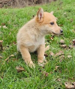 Цуценятко-лисенятко