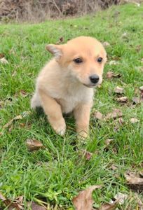 Цуценятко-лисенятко