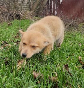 Цуценятко-лисенятко