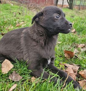 Терєристий метис, цуценя