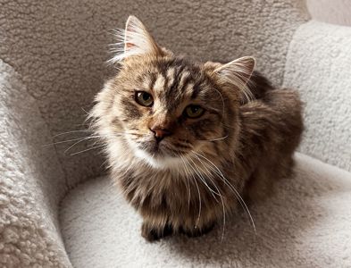 Сереженька