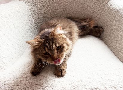 Сереженька