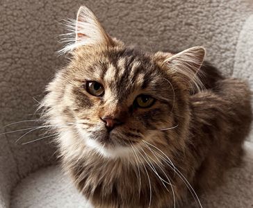 Сереженька