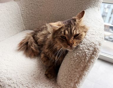 Сереженька