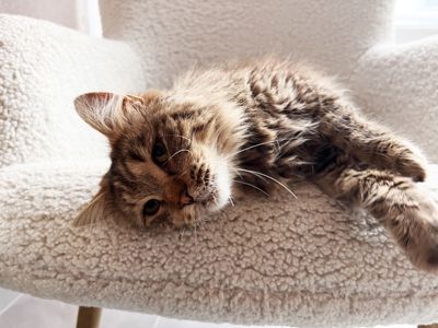 Сереженька