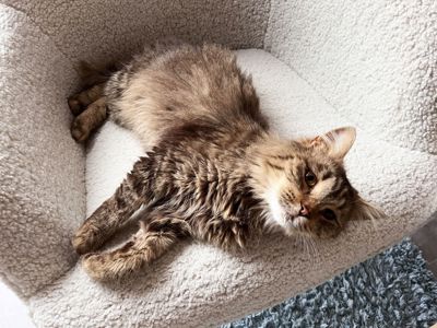 Сереженька