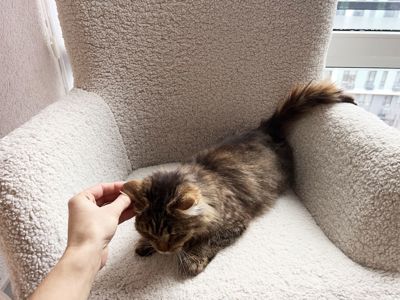 Сереженька