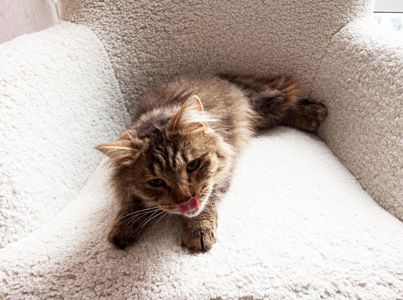 Сереженька