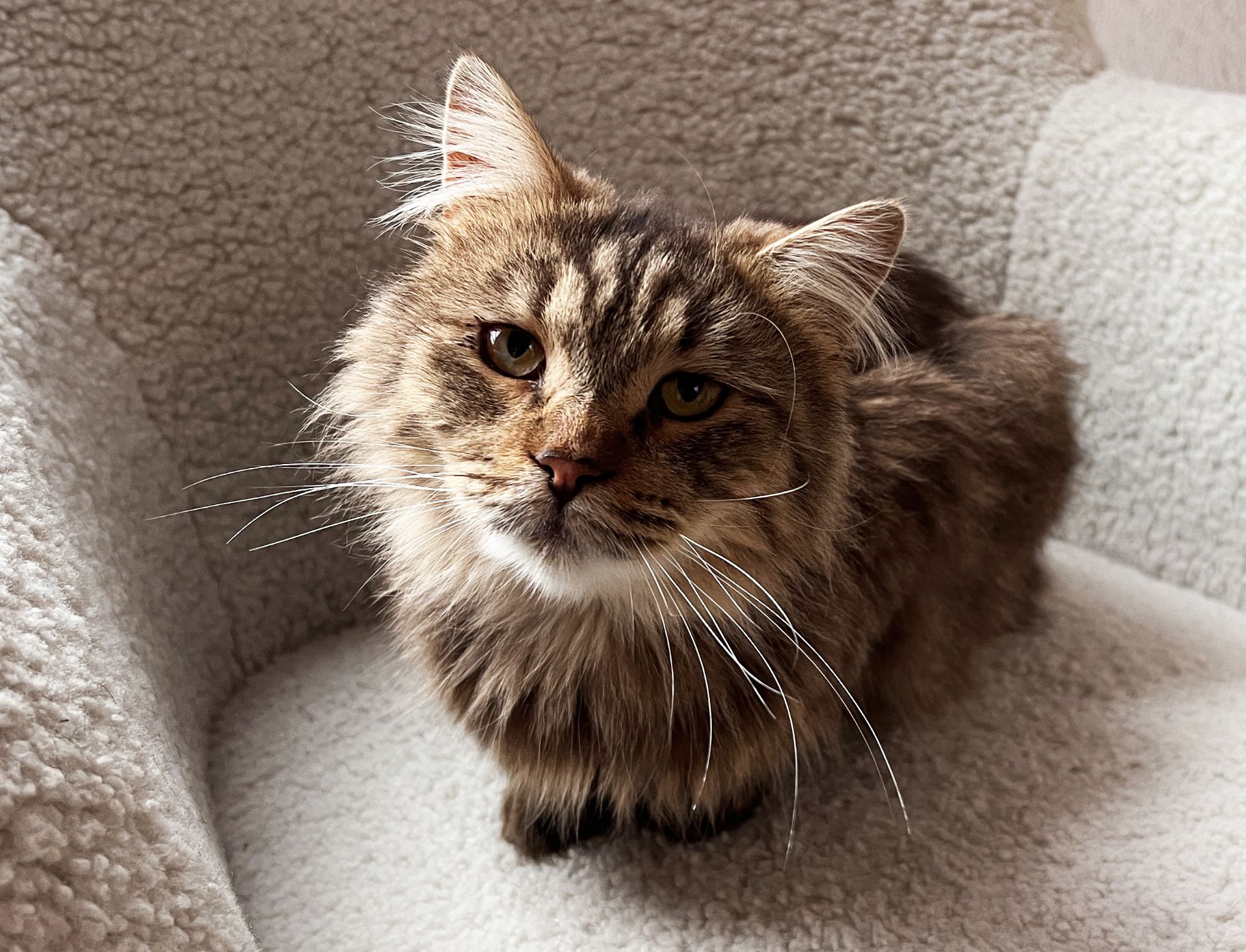 Сереженька