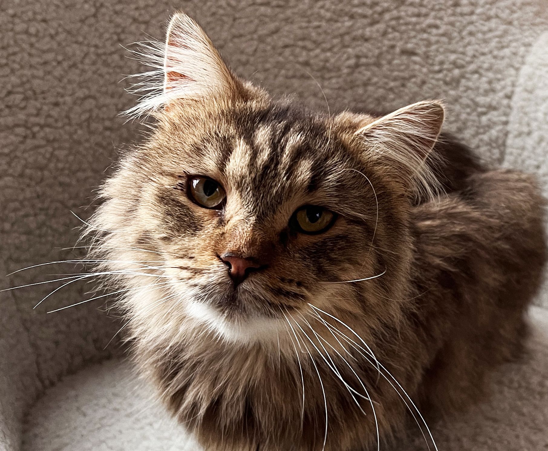 Сереженька