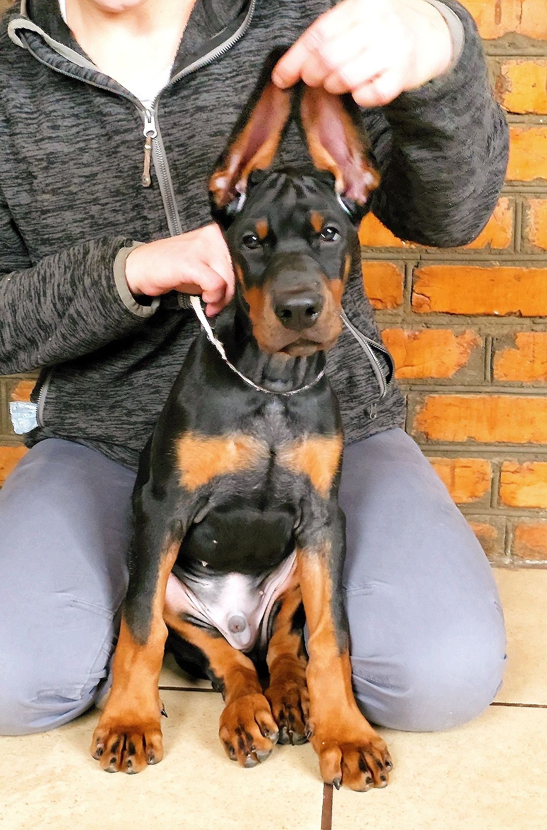 Цуценята добермана, щенки добермана лучшие.