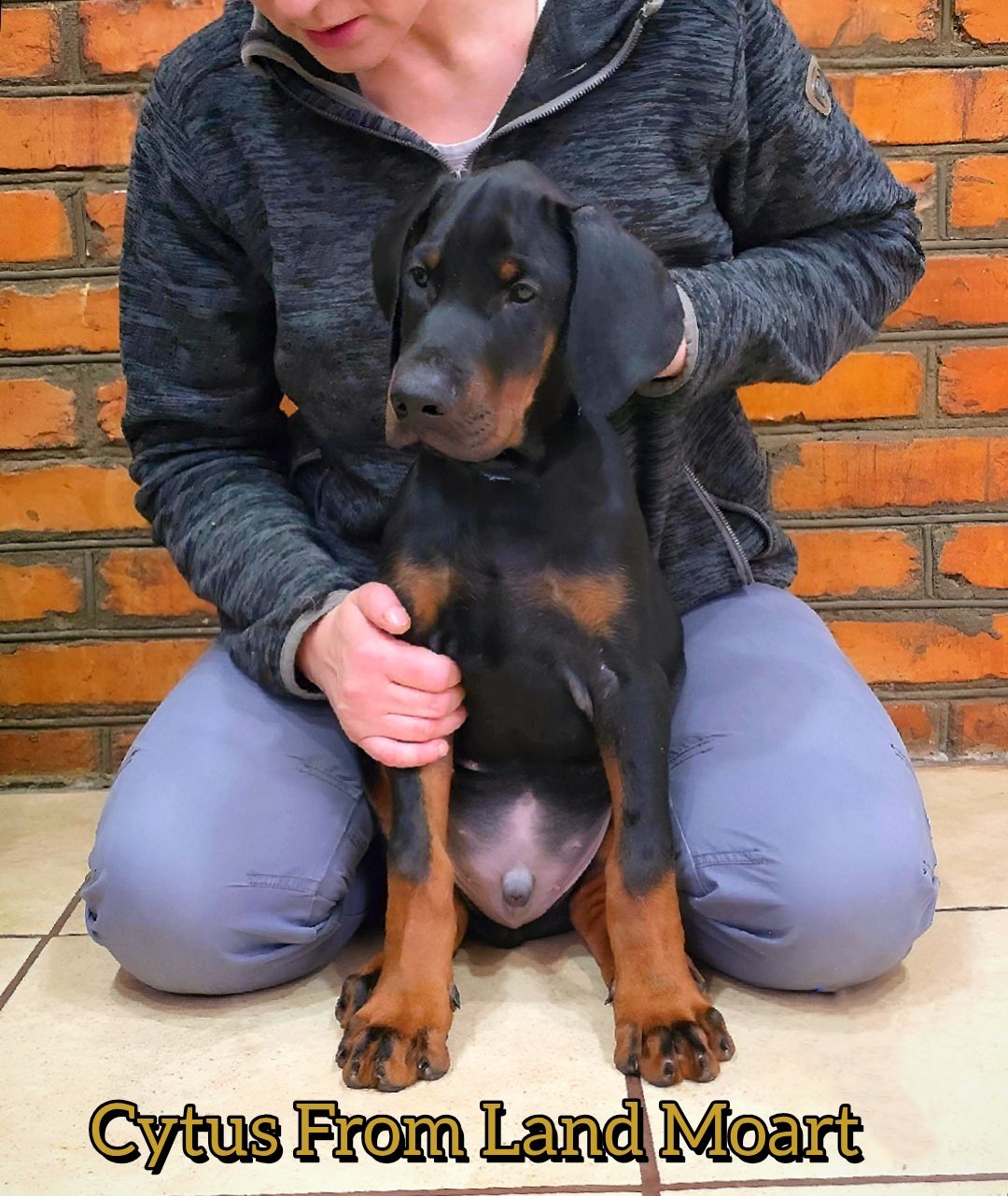 Цуценята добермана, щенки добермана лучшие.