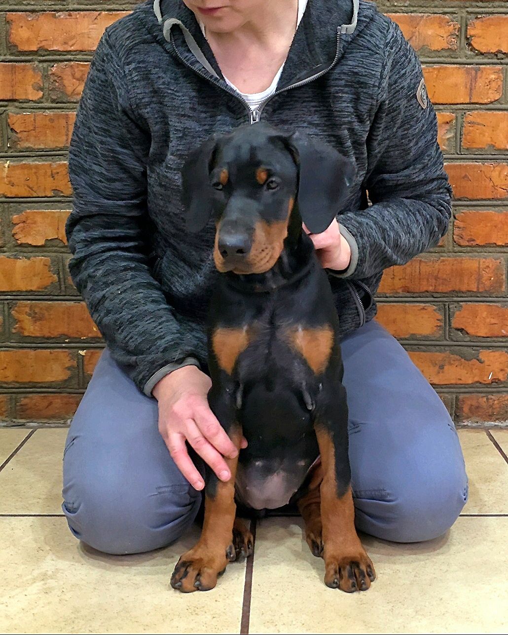 Цуценята добермана, щенки добермана лучшие.