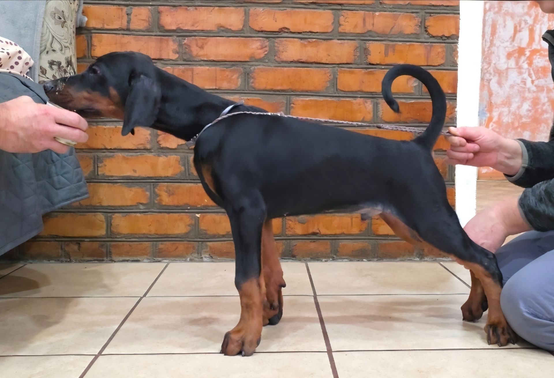 Цуценята добермана, щенки добермана лучшие.