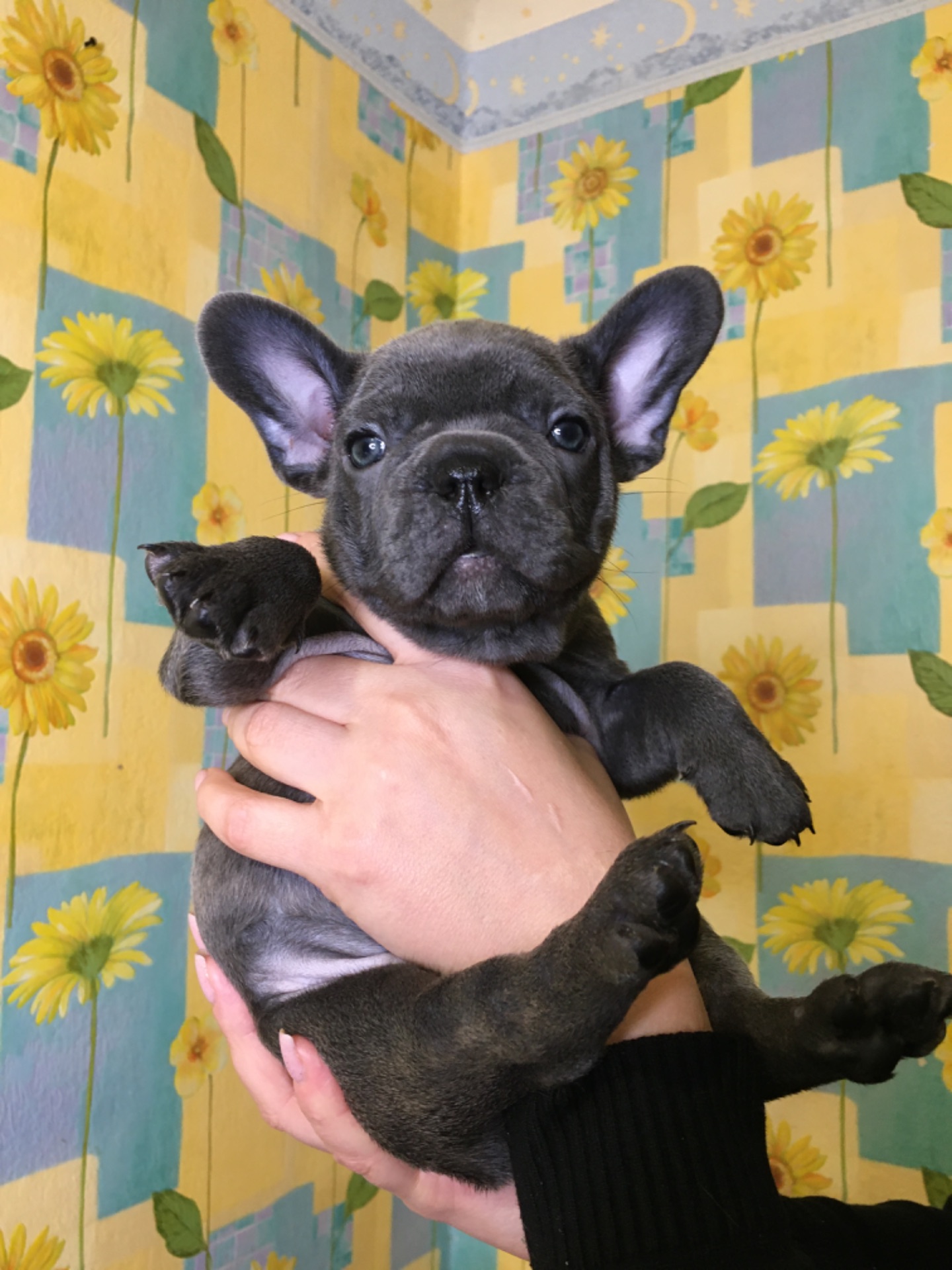 Цуценята французького бульдога