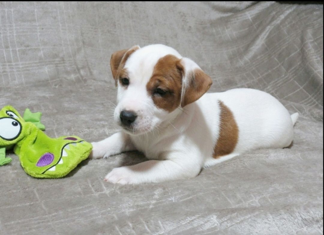 Цуценята Джек Рассел тер'єр з документами клубу КСУ