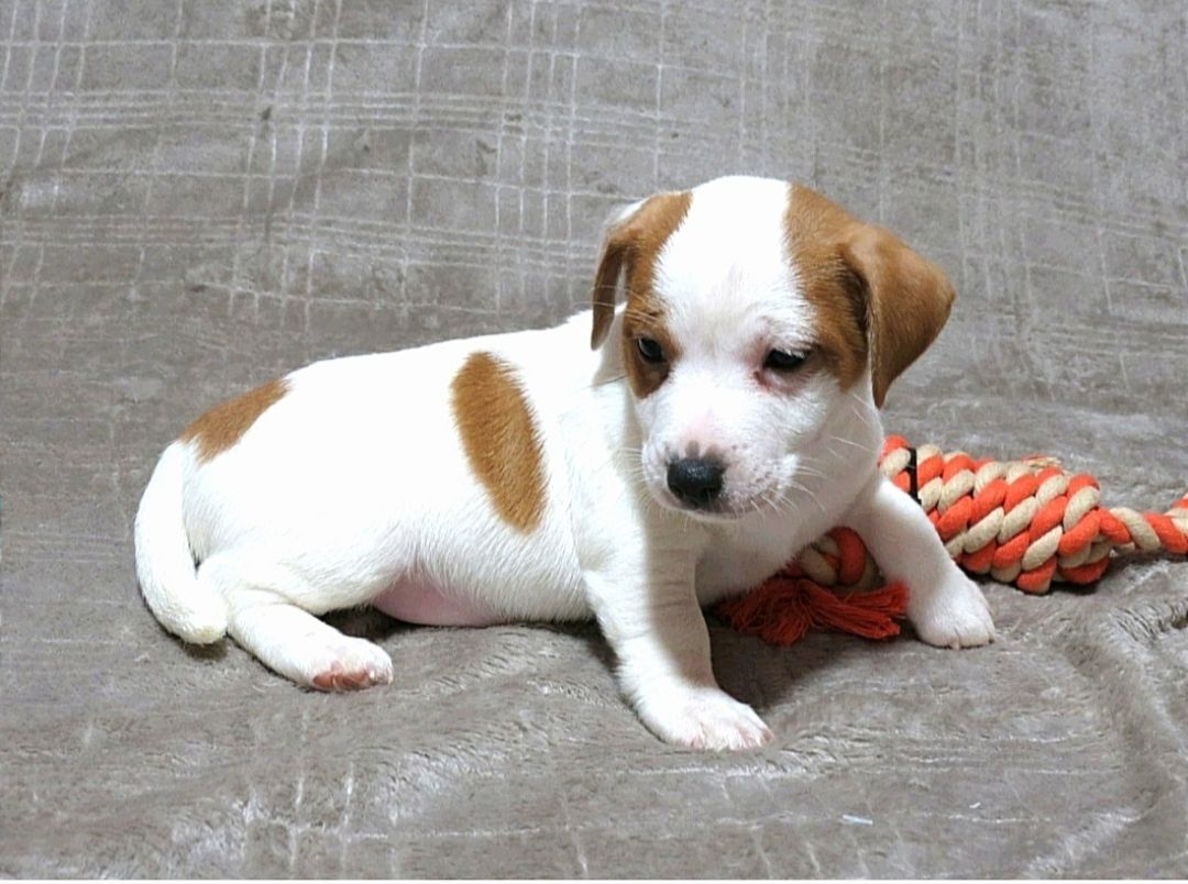 Цуценята Джек Рассел тер'єр з документами клубу КСУ