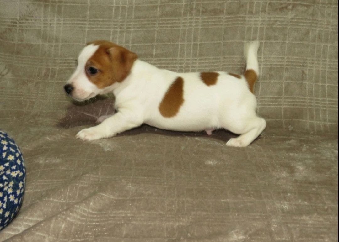 Цуценята Джек Рассел тер'єр з документами клубу КСУ