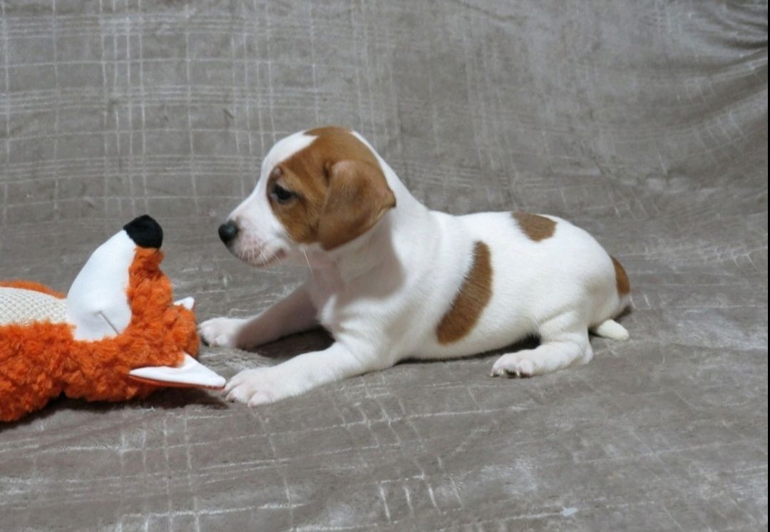 Цуценята Джек Рассел тер'єр з документами клубу КСУ