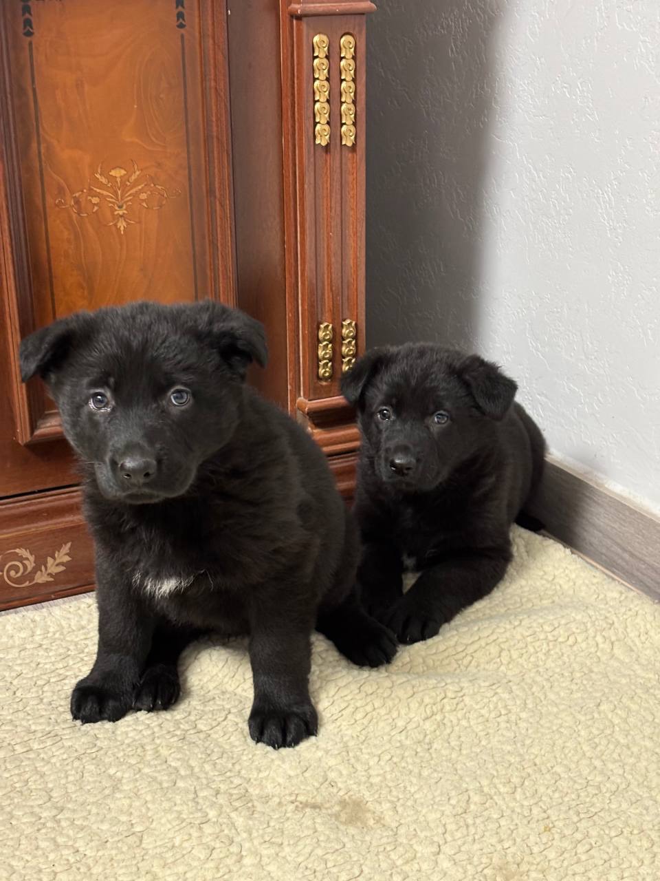 Цуценята німецької вівчарки