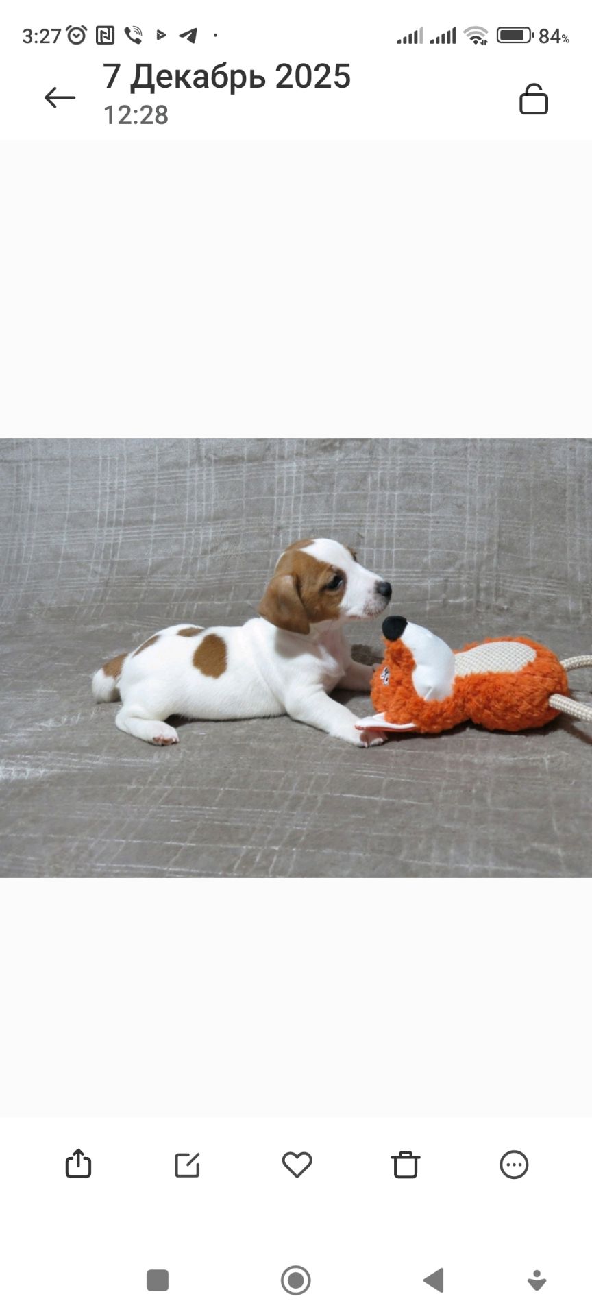 Цуценята Джек Рассел тер'єр з документами клубу КСУ