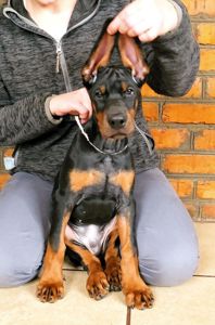 Цуценята добермана, щенки добермана лучшие.