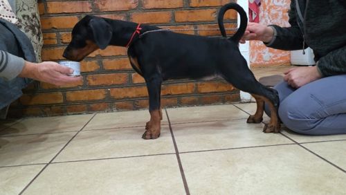 Цуценята добермана, щенки добермана лучшие.