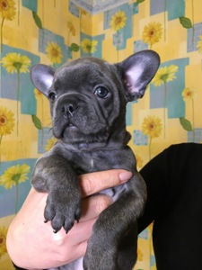 Цуценята французького бульдога