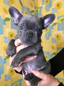 Цуценята французького бульдога