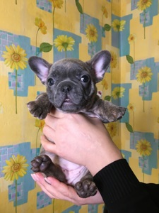 Цуценята французького бульдога