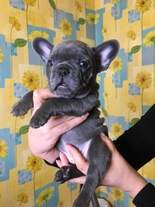 Цуценята французького бульдога