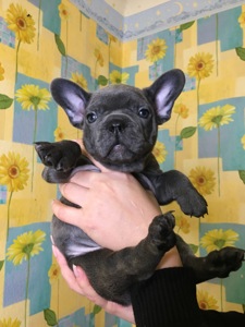 Цуценята французького бульдога