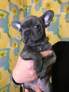 Цуценята французького бульдога